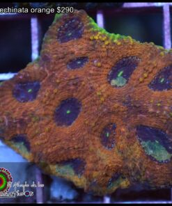 Acan echinata orange