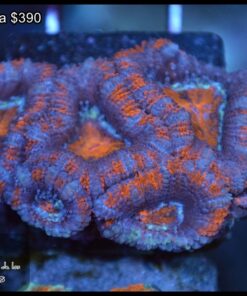 Acan ultra