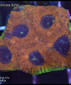 Acan echinata orange