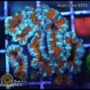 Acan ultra