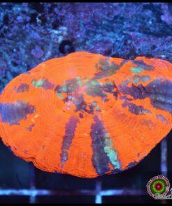 Reverse warpaint scoly