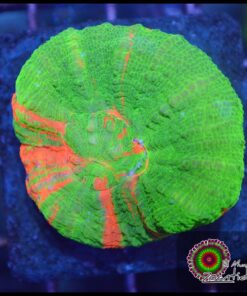 Bleending apple scoly