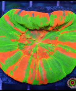 Bleending apple scoly