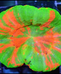 Bleending apple scoly