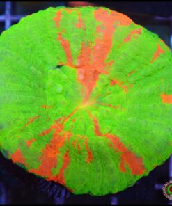 Bleending apple scoly