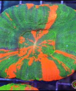 Bleending apple scoly