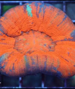 Reverse warpaint scoly