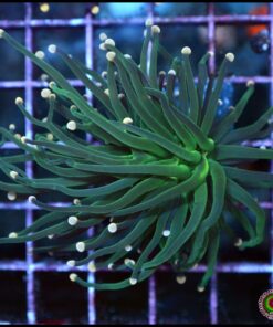 Indo green torch 2 cabezas unidas