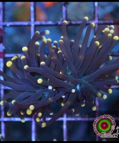 Black orange tip torch 2 cabezas unidas