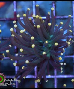 Black orange tip torch