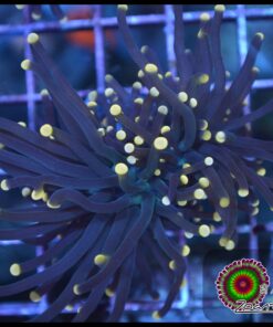 Black orange tip torch 2 cabezas unidas