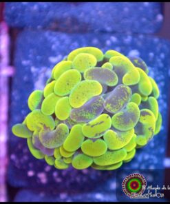 Yellow green marbled hammer branch