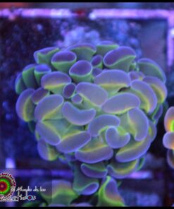 Hollogram hammer branch