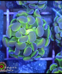 Hollogram hammer branch