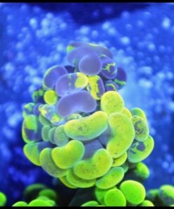 Yellow green marbled hammer branch