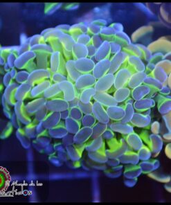 Hollogram hammer branch 2 cabezas unidas