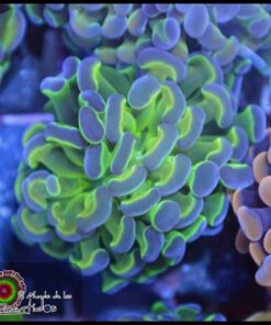 Hammer branch purple tips