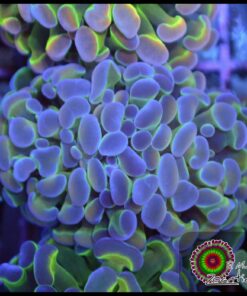 Hammer branch bicolor