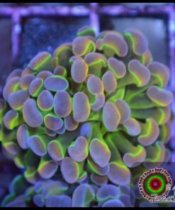 Hammer branch rainbow