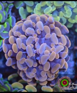 Hammer branch orange