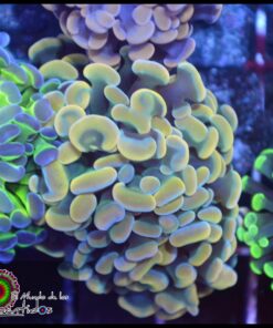 Hammer branch yellow 2 cabezas unidas