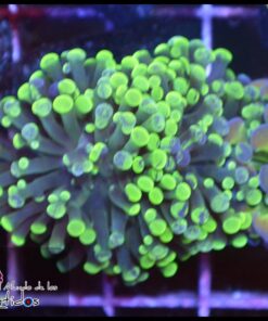 Hammer branch marbled 2 cabezas unidas