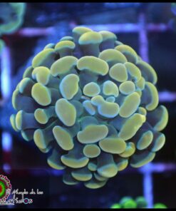 Hammer branch yellow