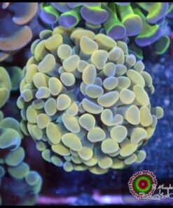 Hammer branch yellow