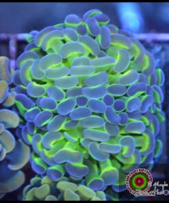 Hammer branch hollogram 2 cabezas unidas