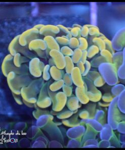 Hammer branch yellow