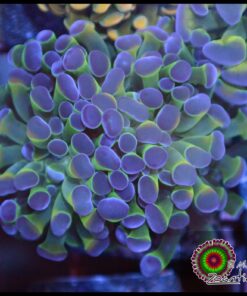 Hammer branch bicolor