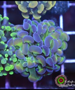 Hammer branch bicolor