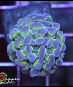 Hammer branch bicolor