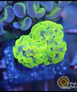 Yellow green marbled branch