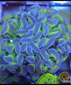 Hammer branch purple tips