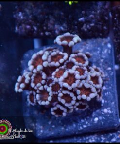 Cherry blossom alveopora