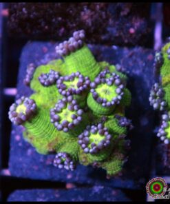 Purple tips goniopora