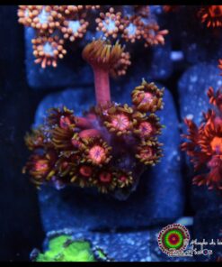 Tequila sunrise goniopora