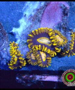 Black hole zoas