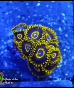 Blck hornet zoas