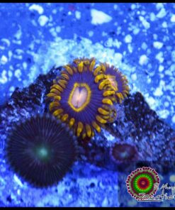 Black hole zoas