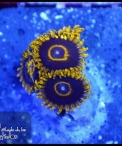 Black hornet zoas