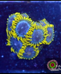 ICE zoas