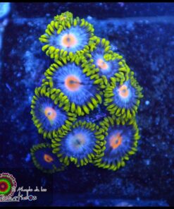 Mango zoas