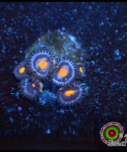 Blue ring zoas
