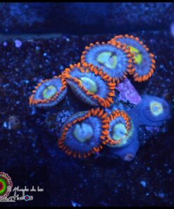 Fire and ice zoas