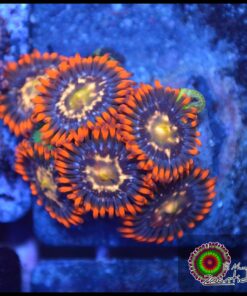 Blood elf zoas