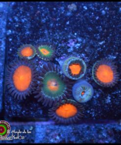 Zoas