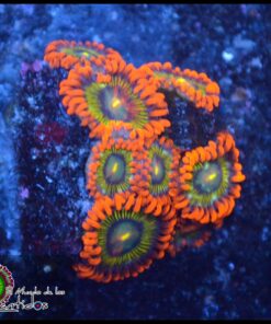 Ironman zoas