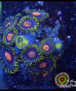 Blowpop zoas